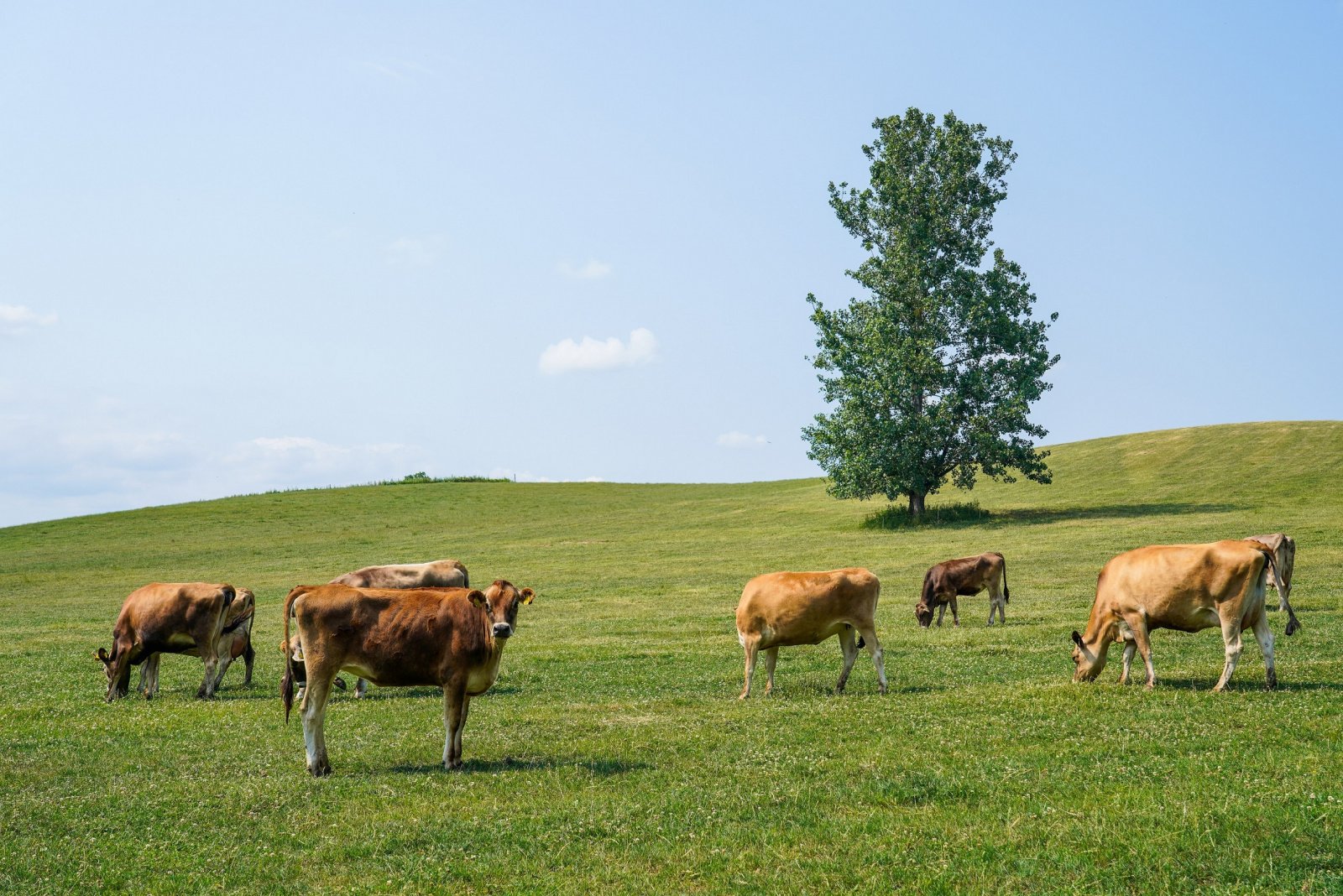 🍦 비에이 방목 낙농장 / 비에이 팜 (소프트크림) 이미지 8